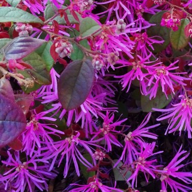 1620953156_12-p-loropetalum-foto-13