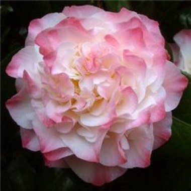 38e018e9177503b7f08379a38c23aa75--beautiful-gardens-beautiful-things