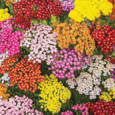 achillea-millefolium-mix-250x300