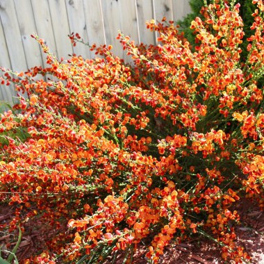 cytisus-lena4