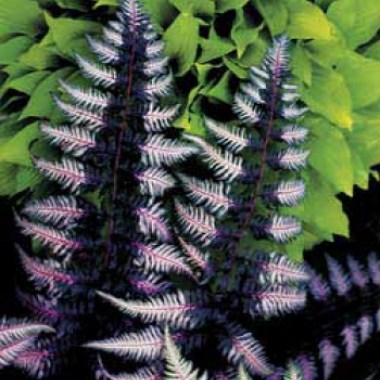 kochedyzhnik-yaponskij-ursulas-red-athyrium-niponicum-ursulas-red