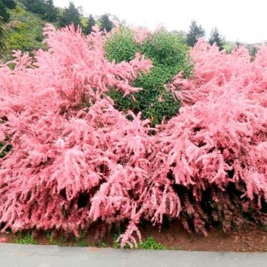 tamariks