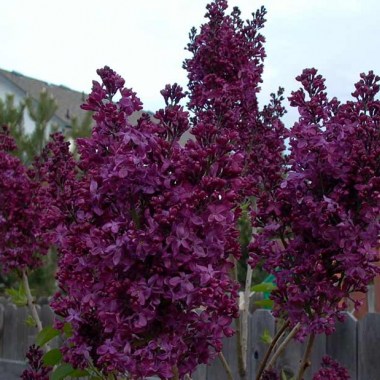 03-charles-joly-lilac-monrovia
