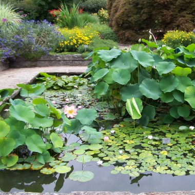 100_9334-nelumbo-nucifera-nymphaea7