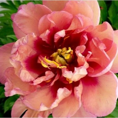 1016050352_w640_h640_13p_itoh_julia_rose