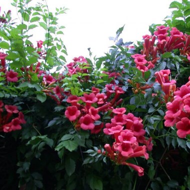 1028-campsis-radicans-atropurpurea