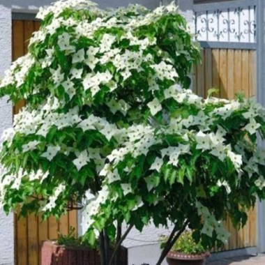 1177_0_cornus-kousa-var-chinensislyzgx5qmxnioj_600x600