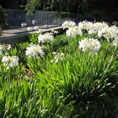 1280px-ucb_white_agapanthus