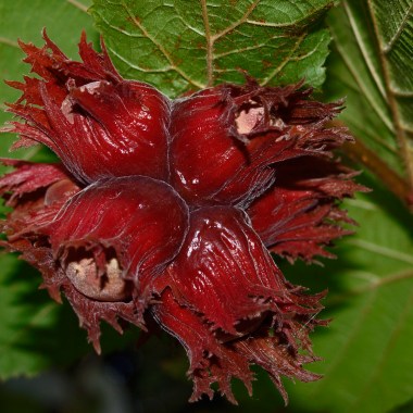 1623253186_36-p-foto-rasteniya-leshchina-red-madzhestik-451