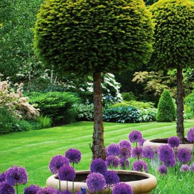 1667389257_2-colodu-club-p-allium-v-landshaftnom-dizaine-krasivo-2