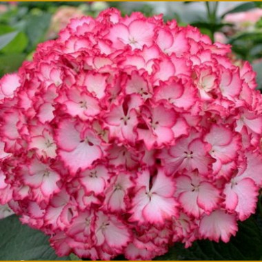 16hydrangea-macrophylla-salsa