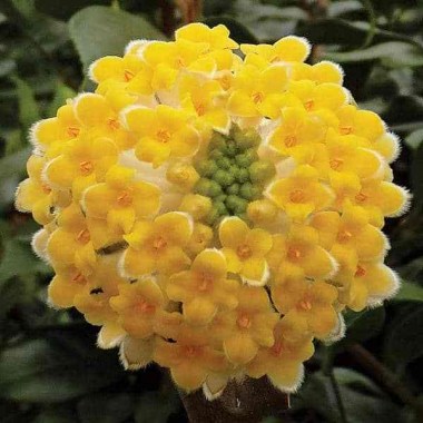 1edgeworthia-chrysantha