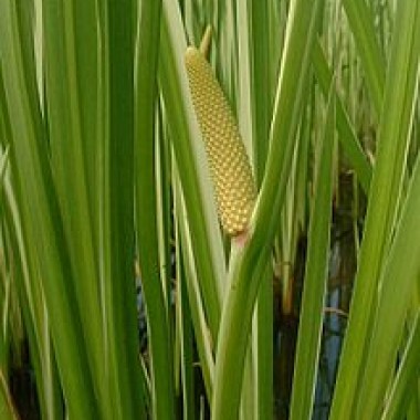 220px-acorus_calamus1