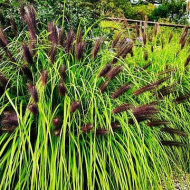 3439270686_w455_h430_pennisetum-peristoschetinnik-maundri