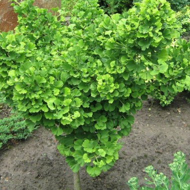 397268164_w640_h640_ginkgo-biloba