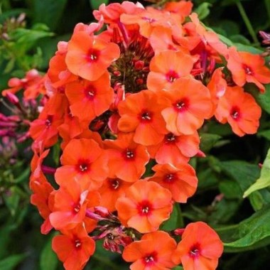 488212159_floks-metelchatyj-phlox