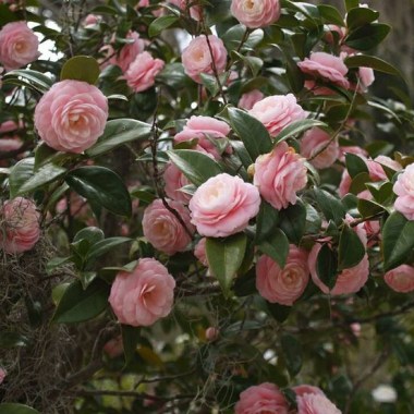 5445e7a4a3405c9c317ce7db4fd310a3--camellia-japonica