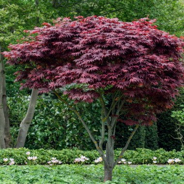 7016959_we_mo_005_acerpalmatumatropurpureumlucknermai20159