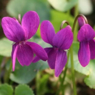 720602i-viola-fialka-dushistaya-red-charm