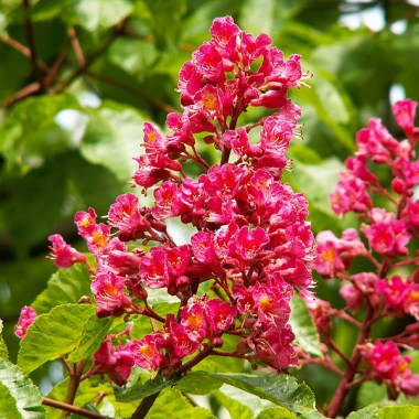 800px-aesculus_x_carnea_pict0370