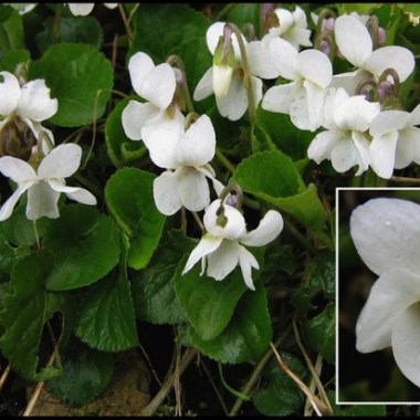 85491937_viola_alba