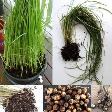 9551660c65c33c89f72603ab7191534d--cyperus-esculentus-garden-seeds