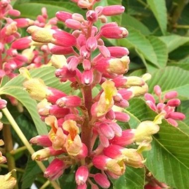 9693-aesculus-x-mutabilis-induta-18