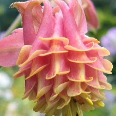 969f83d859029ce1da09f94e4d2b3c96--unique-plants-unique-flowers3