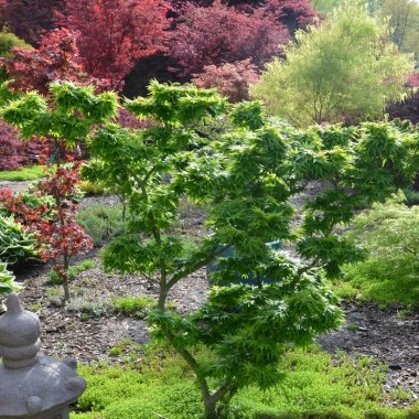 acer_palmatum_mikawa_yatsubusa_japanese_maple-6_1024x1024