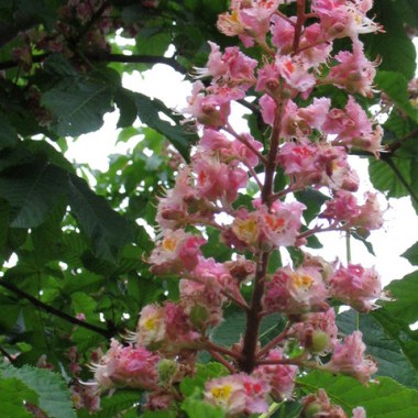 aesculus-x-carnea-plantierensis-flowers-1