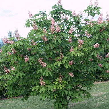 aesculus-x-carnea-plantierensis-pa200062-copy-e1428284864111