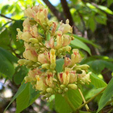 aesculus_flava