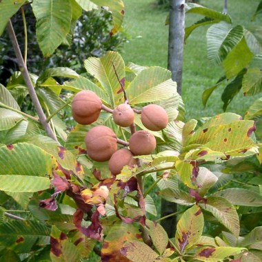 aesculus_pavia_fruit_red_buckeye_web