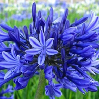 agapanthe_bleu_nuit_ok_1365083979