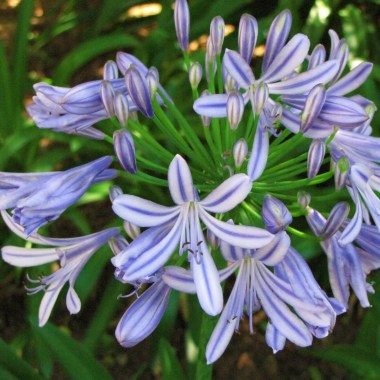 agapanthus2