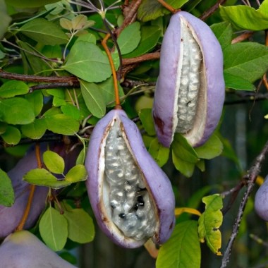 akebia-quinata-alba-piekna-o-bialych-kwiatach