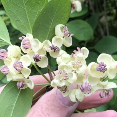 akebia-quinata-alba