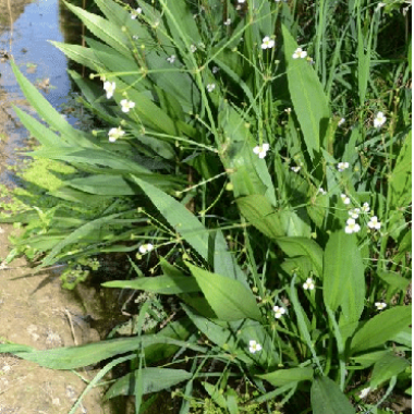 alisma-lanceolatum-typical-population-flowering-and-fruiting-in-a-drainage-ditch