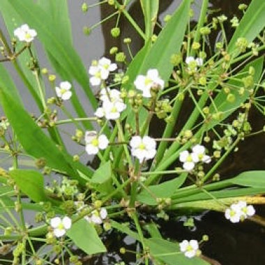 alisma_0020_lanceolatum