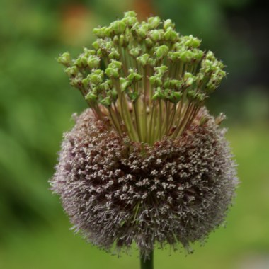 allium-forelock-reg-107