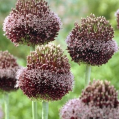 allium-forelock