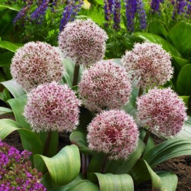 allium-karataviense_800x800px_visi115159