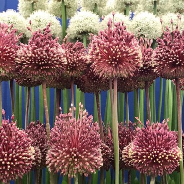 allium-mohican_web800px