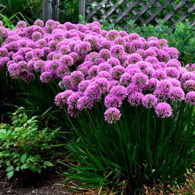 allium14