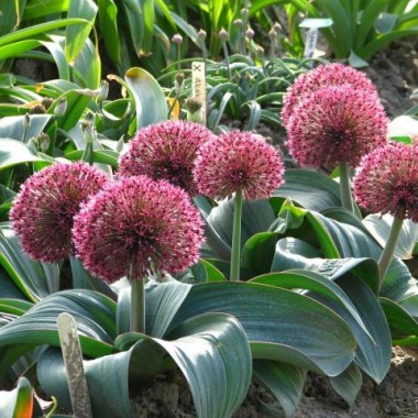 allium_karataviense_red_globe_wm