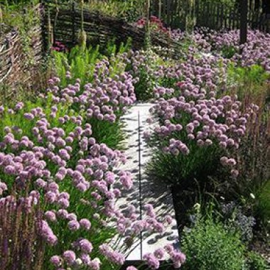 allium_summer_beauty_3_1484510091