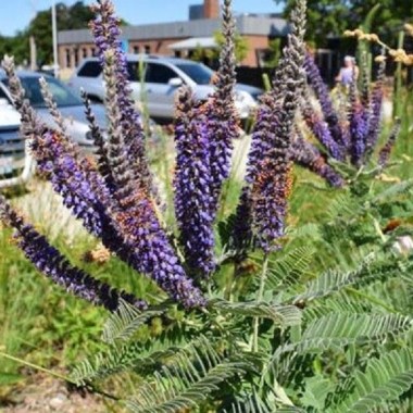amorpha-canescens-lead-plant-buy-minnesota-native-pollinator-plants+(11)