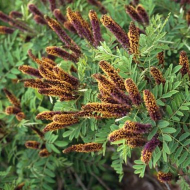 amorpha-fruticosazagruzheno