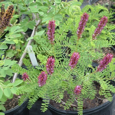 amorpha-nana