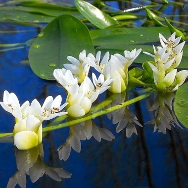 aponogeton-distachyos-1-kopiya